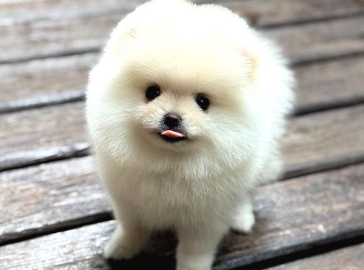 A Kalite Pomeranian Boo Yavrular görsel