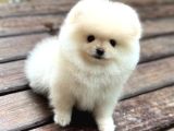 A Kalite Pomeranian Boo Yavrular