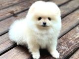 A Kalite Pomeranian Boo Yavrular
