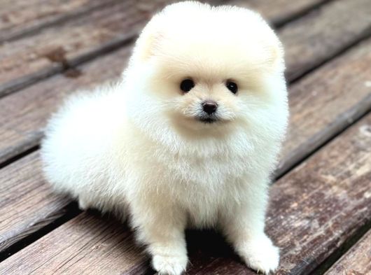 A Kalite Pomeranian Boo Yavrular görsel