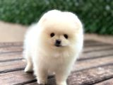 A kalite Pomeranian Boo Yavrular