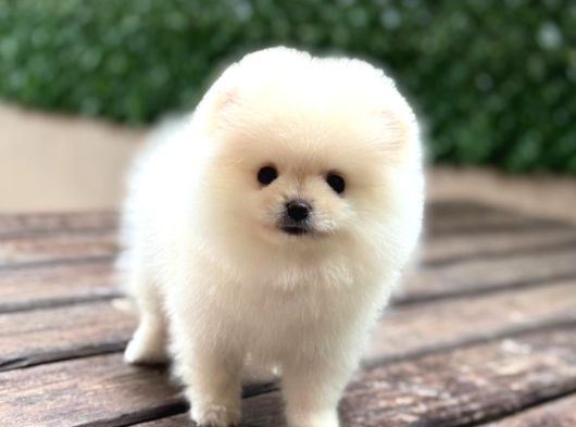 A Kalite Pomeranian Boo Yavrular