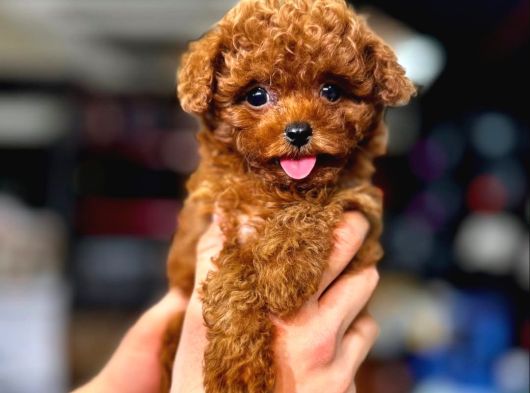 Emsalsiz Güzellikte Toy Poodle Yavrular