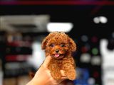 Emsalsiz Güzellikte Toy Poodle Yavrular