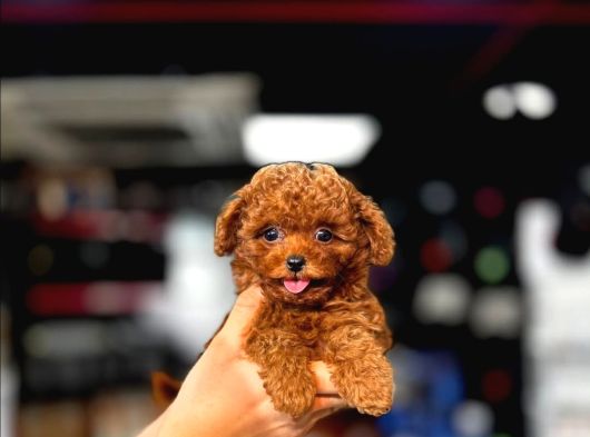 Emsalsiz Güzellikte Toy Poodle Yavrular görsel