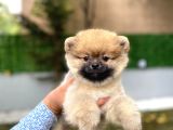 Ayıcık Surat  Pomeranian Boo yavrular