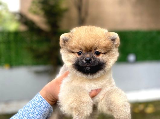 Ayıcık Surat  Pomeranian Boo Yavrular