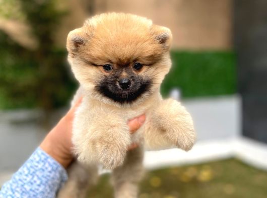 Ayıcık Surat  Pomeranian Boo Yavrular görsel