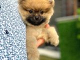 Ayıcık Surat  Pomeranian Boo Yavrular