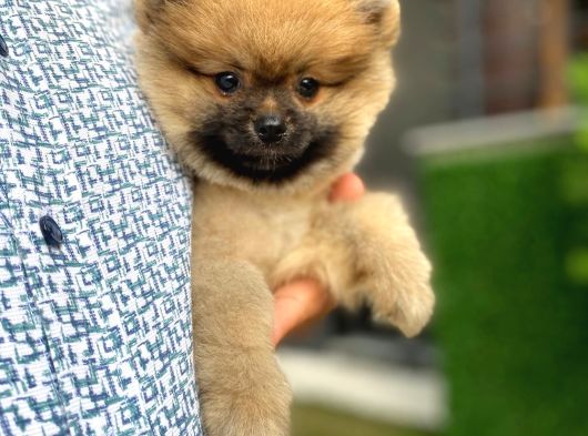 Ayıcık Surat  Pomeranian Boo Yavrular görsel