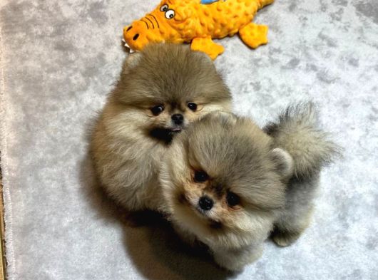 Ayıcık Surat  Pomeranian Boo Yavrular görsel