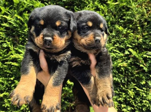 Koca Kafa Erkek Ve Dişi Rottweiler Yavrular görsel
