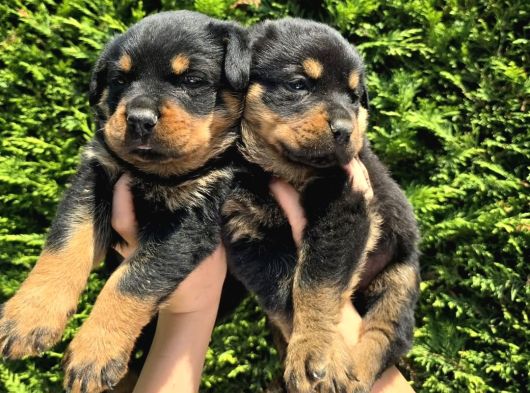 Koca Kafa Erkek Ve Dişi Rottweiler Yavrular görsel