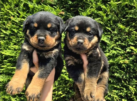Koca Kafa Erkek Ve Dişi Rottweiler Yavrular