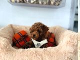 Teacup Red Toypoodle Yavrular Ruhsatlı Mağazadan Sizlerle