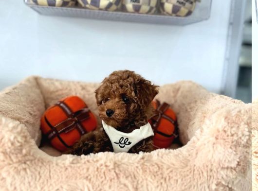 Teacup Red Toypoodle Yavrular Ruhsatlı Mağazadan Sizlerle görsel
