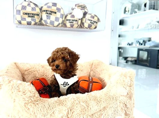 Teacup Red Toypoodle Yavrular Ruhsatlı Mağazadan Sizlerle görsel