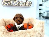 Teacup Red Toypoodle Yavrular Ruhsatlı mağazadan sizlerle