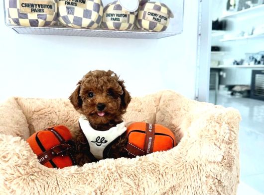 Teacup Red Toypoodle Yavrular Ruhsatlı Mağazadan Sizlerle