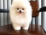 Karbeyaz teacup pomeranian Boo yavrular