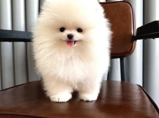 Karbeyaz Teacup Pomeranian Boo Yavrular