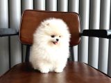 Karbeyaz Teacup Pomeranian Boo Yavrular