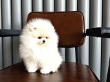 Karbeyaz Teacup Pomeranian Boo Yavrular