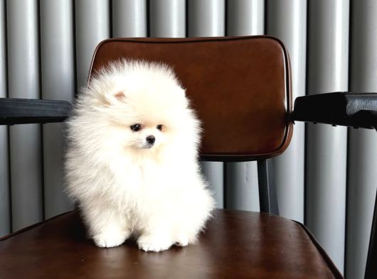 Karbeyaz Teacup Pomeranian Boo Yavrular görsel