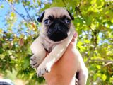 Pug mops yavrusu