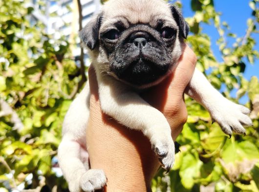 Pug Mops Yavrusu görsel