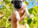 Pug Mops Yavrusu