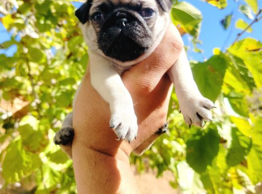 Pug Mops Yavrusu görsel