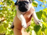 Pug Mops Yavrusu