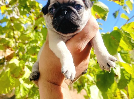 Pug Mops Yavrusu görsel