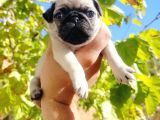 Pug Mops Yavrusu