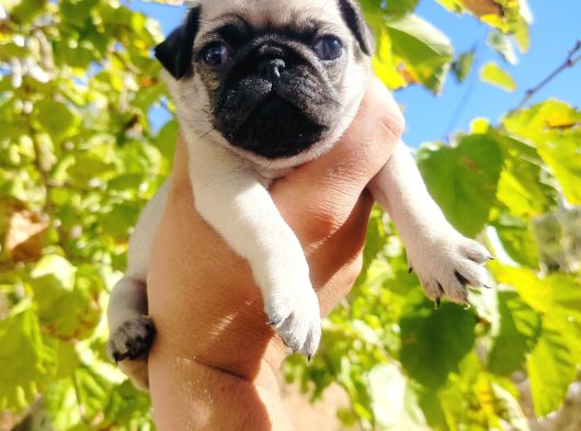Pug Mops Yavrusu görsel