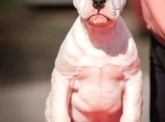 İyisinin De Iyisi Dogo Yavrular görsel