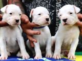İyisinin de iyisi dogo yavrular