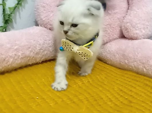 Sevi̇mli̇ Bicirik Tesli̇me Hazir görsel