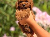Safkan ve ırk garantili yavrularımız