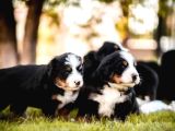 Bernese Mountain Dog Yavruları Istanbul