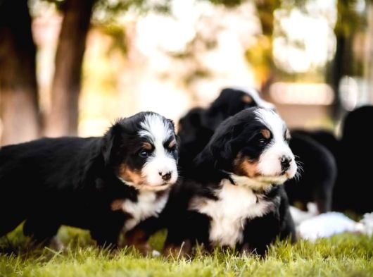 Bernese Mountain Dog Yavruları Istanbul
