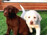 LABRADOR RETRIEVER YAVRULARI ISTANBUL