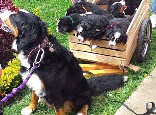 Bernese Mountain Dog Yavruları Istanbul görsel