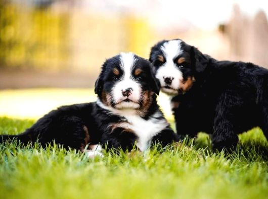 Bernese Mountain Dog Yavruları Istanbul görsel