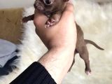 Teacup Elma Kafa Şi̇vava Chi̇huahua