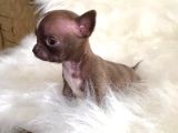 Teacup Elma Kafa Şi̇vava Chi̇huahua