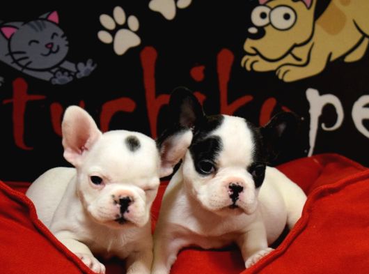 French Bulldog Bebekler görsel