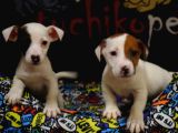 Kısa Bacak Jack Russell Bebekler