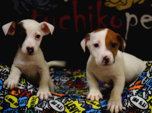 Kısa Bacak Jack Russell Bebekler görsel